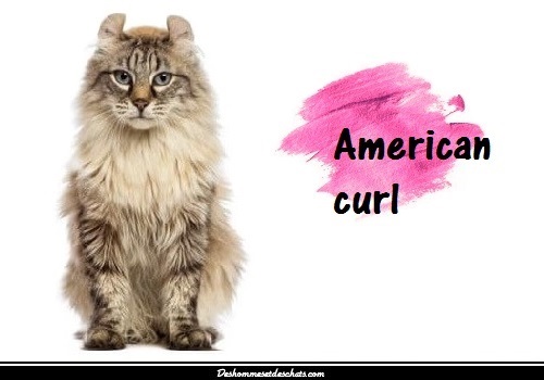 Image Chat Americain Chat Curl Chat De Race American Curl Chat Races Race De Chat Race De Chat Americain Les Differentes Races De Chats Chat Race Americaine Chat American Curl Des Hommes Et Des Chats