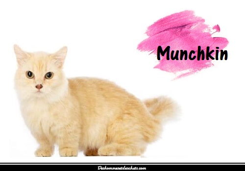 Le Munchkin Une Race De Chat Miniature Des Hommes Et Des Chats