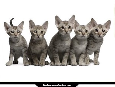 Ocicat Prix Chat A Poil Court Toute Race De Chat Race Chat En Photo Chaton Toutes Les Race De Chats Photo Animaux Chats Images Photo De Chat Siamois Photo Chat Chaton Image Des Hommes Et Des Chats