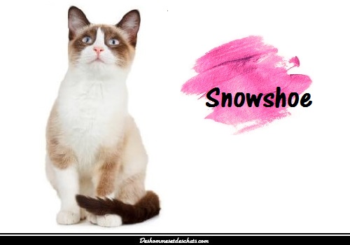 Le Snowshoe Egalement Appele Le Chat Raquette Des Hommes Et Des Chats