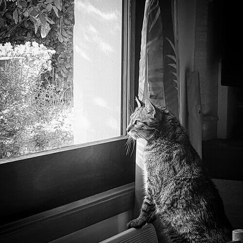 Photo Noir Et Blanc Poster Noir Et Blanc Photographie Noir Et Blanc Affiche Noir Et Blanc Chat Photo D Art Noir Et Blanc Photo De Chat Photo Photos De Chatons Image Chaton