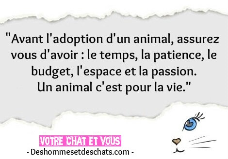 Chat Drole Voir Des Photos De Chats Chat Mignon Phot Chaton Mignon Photo Chat Drole Image De Chat Rigolo Chat Photo Belle Phrase Courte Image Citation Photo Des Hommes Et Des