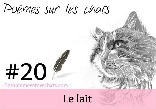 Le Lait D Edmond Rostand Des Hommes Et Des Chats