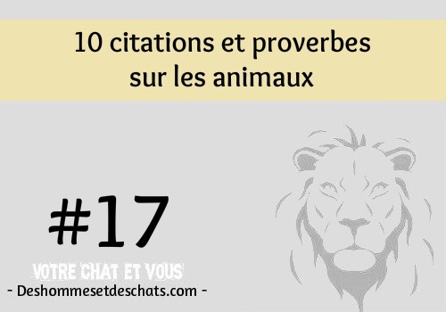 Belles Phrases Philosophiques Image Proverbe Photo Humour Image Comique Photos Insolites Humour Images Images Amusantes Les Plus Beaux Proverbes Drole Images Des Hommes Et Des Chats