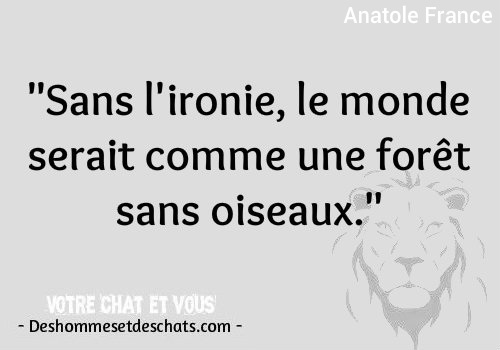 Belles Phrases Philosophiques Image Proverbe Photo Humour Image Comique Photos Insolites Humour Images Photo Et Citation Du Jour Image Animaux Photos Citation Culte Des Hommes Et Des Chats