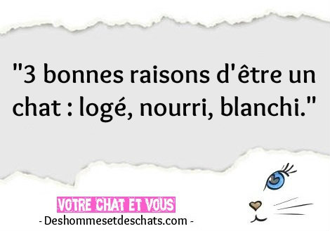 Citation Cool Citation Belle Les Plus Belles Phrases Phrase De Vie Image Avec Citation Photo Proverbe Phrases Courtes Photo Comique Image Humour Images Photo D Animaux Des Hommes Et Des Chats