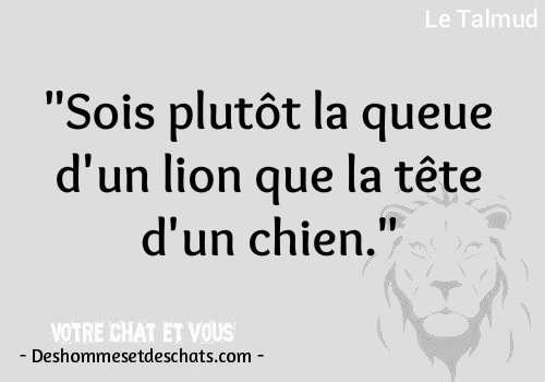 Citation Culte Citation Animaux De Compagnie Proverbe Sur Les Hommes Phrase Drole Expression Drole Petite Phrase Drole Proverbe Humour Proverbe Marrant Des Hommes Et Des Chats