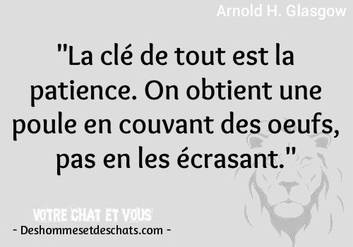 Humour Images Image Comique Citation Avec Image Citation Pour Photo Image Citation En Image Proverbe Citation Cool Jolie Phrase Courte Les Plus Belles Phrases Des Hommes Et Des Chats