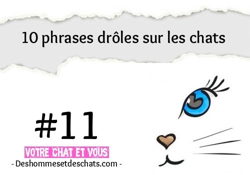 11 10 Phrases Droles Sur Les Chats Des Hommes Et Des Chats