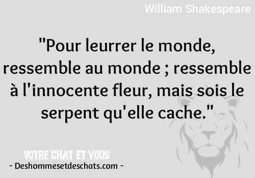 Les Meilleurs Citations Proverbe En Image Avec Citation Avec Image Dicton Jolie Phrase Courte Adage Citation Cool Belles Pensees Phrase Belle Citation Homme Phrase Humour Des Hommes Et Des Chats