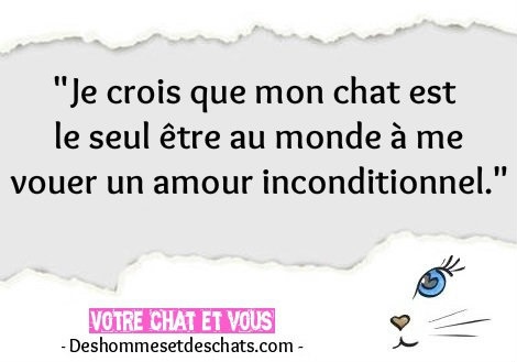 Photos Insolites Image Humour Images Citation Rigolote Proverbe Humoristique Phrase Humour Phrase Drole Et Courte Expression D Animaux Citation Celebre Images De Chatons Des Hommes Et Des Chats