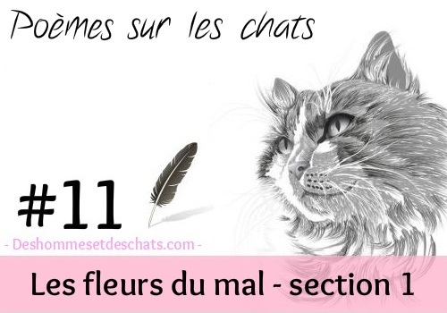 11 Le Chat De Charles Baudelaire Des Hommes Et Des Chats