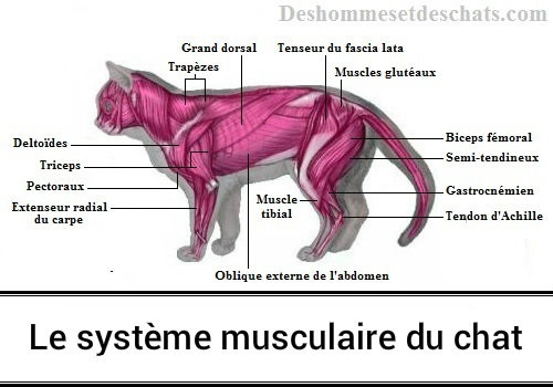 L Anatomie Musculaire Du Chat Des Hommes Et Des Chats