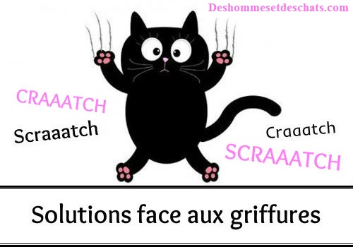 Que Faire Pour Eviter Les Griffures De Chat Des Hommes Et Des Chats