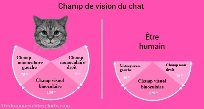 Les Yeux Du Chat La Vision Du Chat Vue Chat Yeux Chat Oeil De Chat Vue Du Chat Image Chat Photo Chat Anatomie Chat Pupille Chat Dessin Vision Chat Vision Du Chat