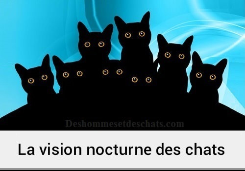 Comment Voient Les Chats La Nuit Des Hommes Et Des Chats