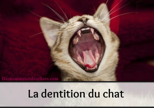 Dentition Chat Dent Chat Dent De Chat Dentition Du Chat Dent De Lait Chat Dents Des Chats Chat Qui Perd Ses Dents Anatomie Chat Anatomie Du Chat Photo De Chat Image Chat