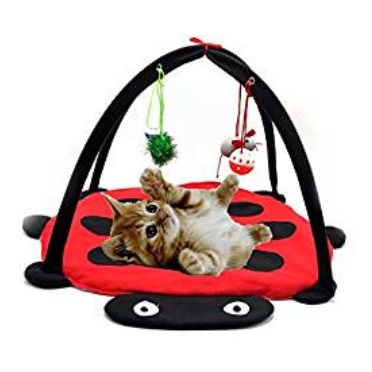 Jouet Chat Jeux Pour Chat Animalerie Jeux De Chat Gratuit Jeux Chat Souris Pour Chat Jeux Pour Les Chats Les Photos Des Chats Images Photos De Chatons Laser Pour Chat Foto De