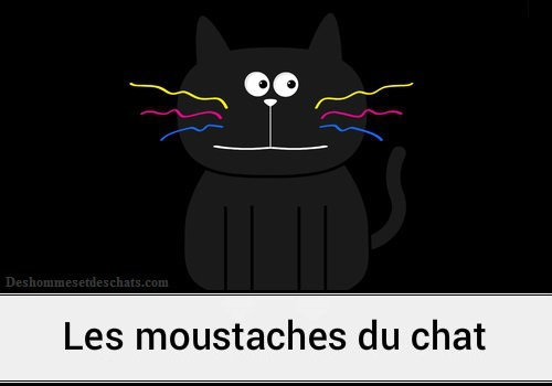 A Quoi Servent Les Moustaches Des Chats Des Hommes Et Des Chats