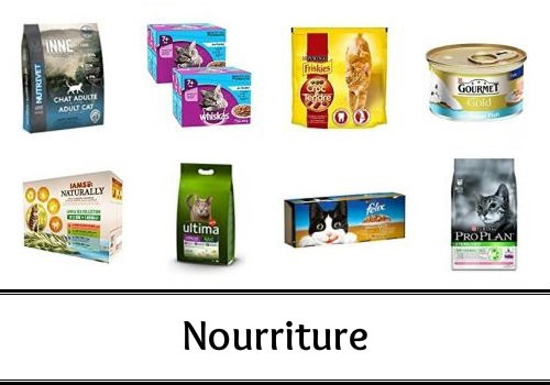 Nourriture Chat Croquettes Chat Nourriture Pour Chat Croquette Pour Chat Alimentation Chat Croquette Chaton Nourriture Chaton Aliment Pour Chat Photo Chat Image Chat Rigolo Des Hommes Et Des Chats